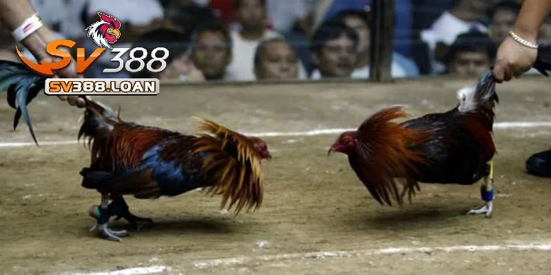 Sự đa dạng về giống linh kê Đá Gà Cựa Dao Sv388